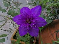 ġꡱǻ꣡