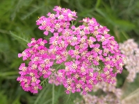 ռףӼѰ