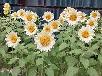 տ
