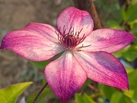 ڵС