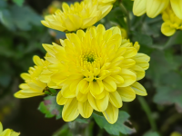 ����о�һ֦��