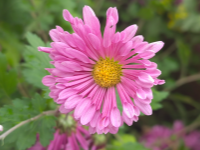 ����ƫ���գ����������