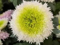 ����԰��գ�����������