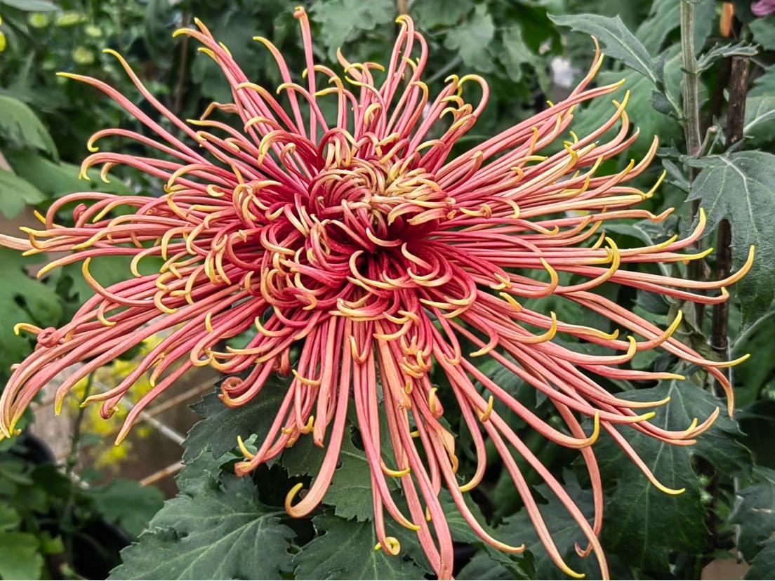 �������ջ�Ӧפ