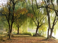 �������԰