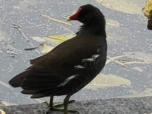 ����С���� ������ˮ��