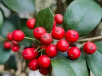 ������ĳ������