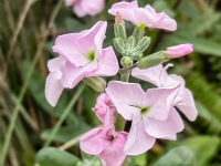 ����ɱ��򣬹�ɽ��ѩ��