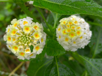 ���Ƶͱ�ĺ����ѩ��ط�