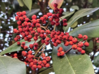 �ز�������޺ɫ����غ���������