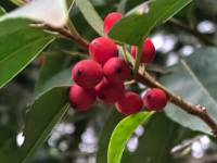 ����ʶ������֦