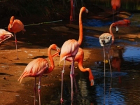 ���ŵĻ�����