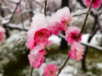 ѩ�к�÷����