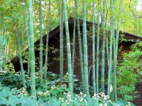 ��ƽ��ο������Ҷ�����ݻ���