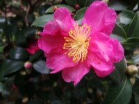 ¡��������ʢ���Ĳ�÷����