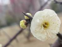 ��ɫ���δ���÷����Ŀǰ