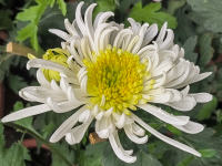 �׾ճ���Ҳ�Ի�