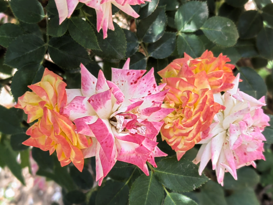 Ψ�д˻������ᣬһ�곤ռ��ʱ��