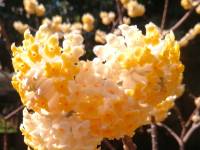 ���㻨����