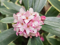 ���㻨��Ҷ��֯