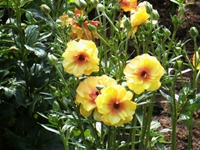 ������ëݢ