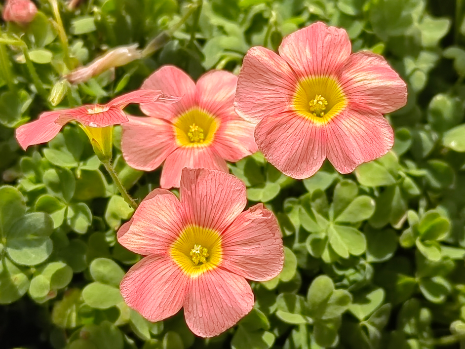 ���ĺδ��޷���