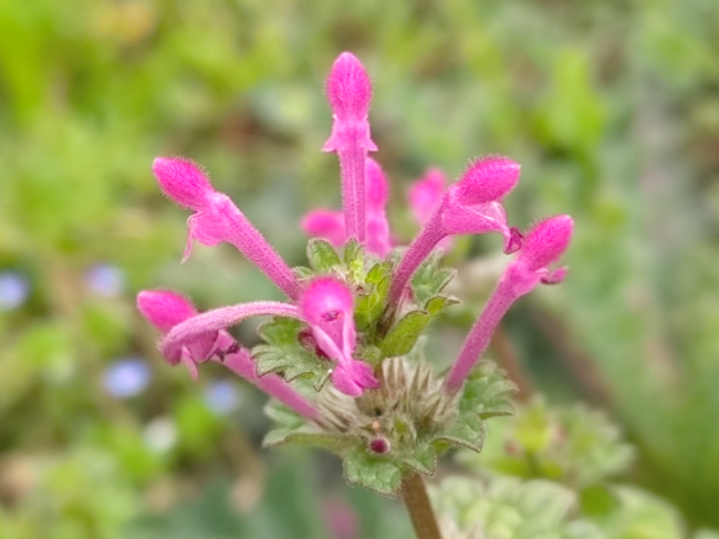 �����������΢