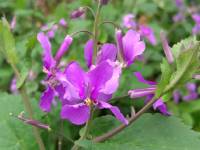 ֻ�����ˣ�������ƽ��