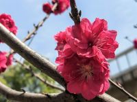 ��֮زز�������仪