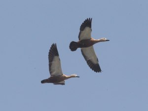 ��˫����