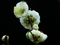 ������ɫ