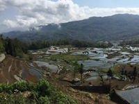 Ԫ������