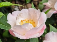 Ψ��ɽ��ƫ�;�