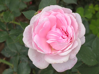 С�����˫����