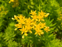 ����翪�ǻۻ�