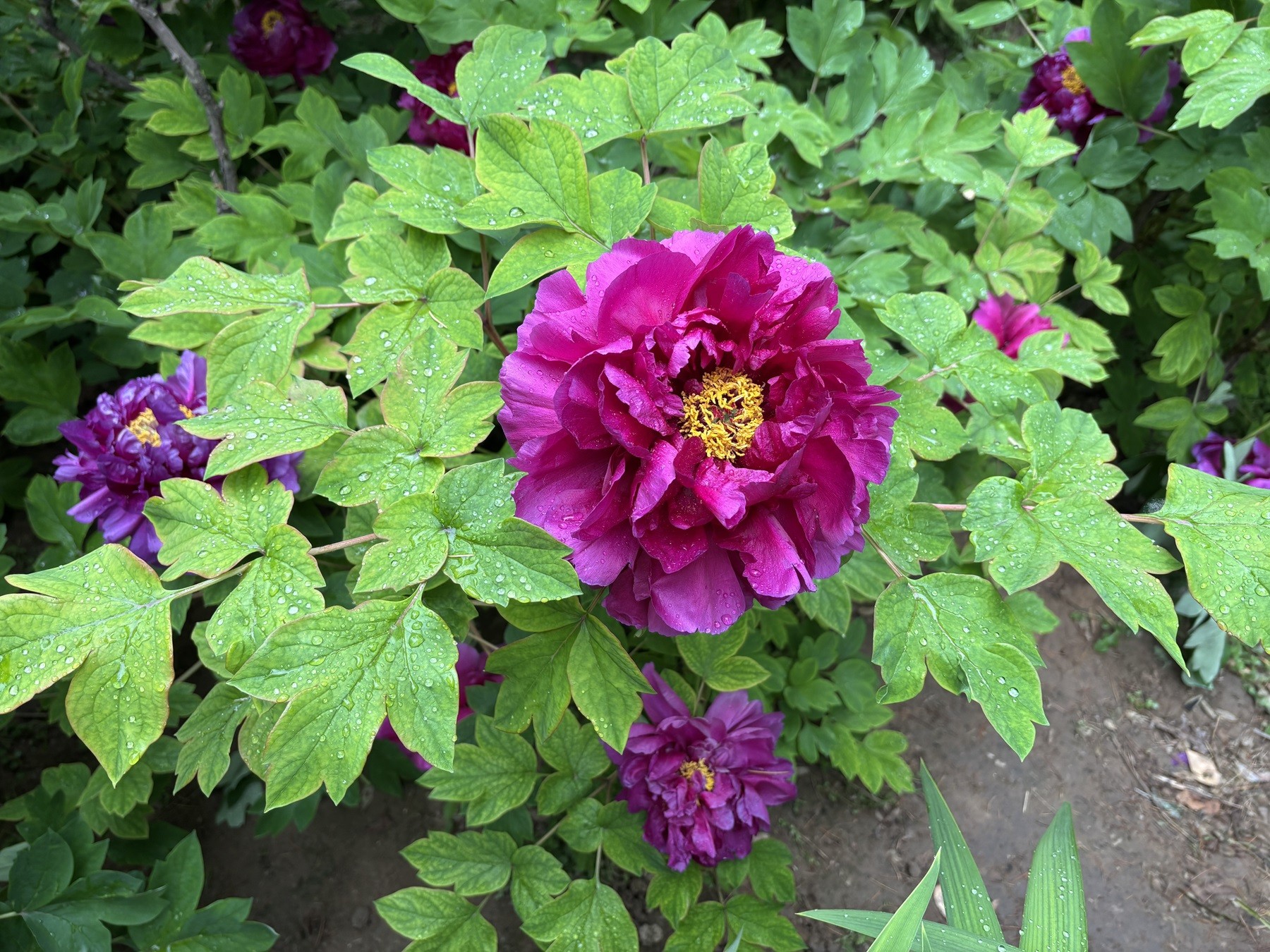 ����ĵ��