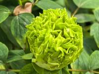 ��ɫ��ĵ����������ĵ��