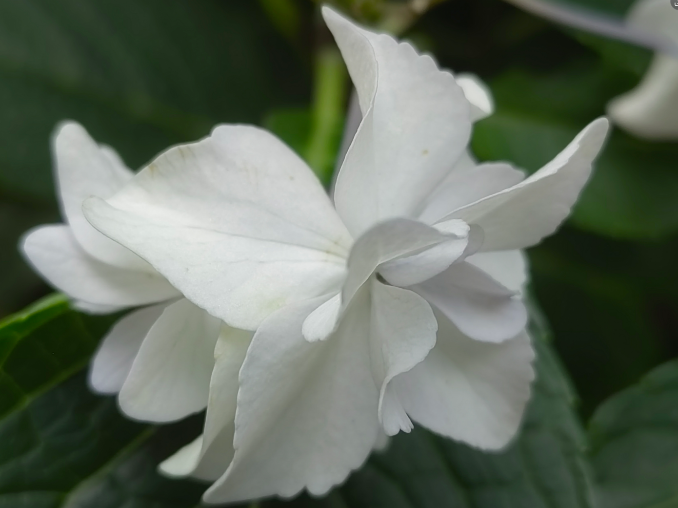 �﷼�ԡ��ͷ�ѩ�������ޡ����ر���