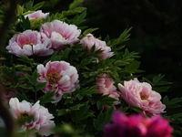 Ӻ�ݻ����ĵ��