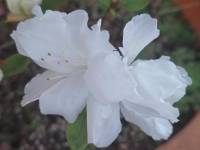 ���ǻ����ž黨