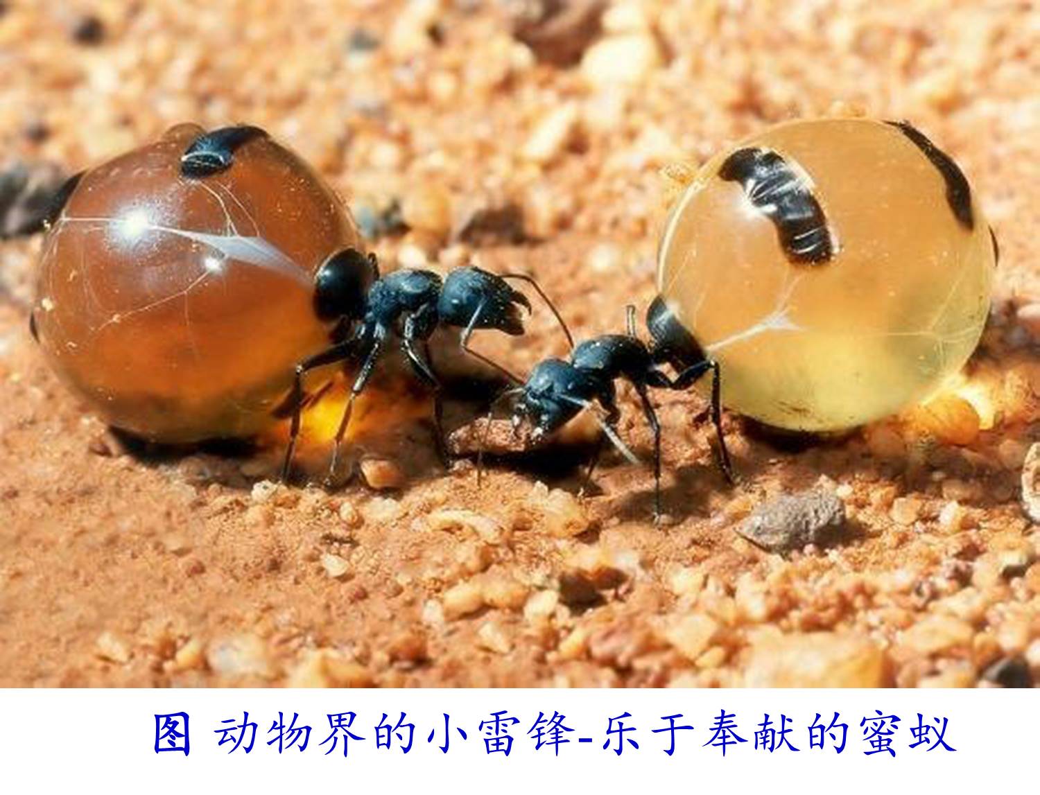 蚂蚁蛋，新鲜 库存照片. 图片 包括有 的百威, 文化, 绿色, 背包, 健康, 颜色, 蛋白质, 楼梯栏杆 - 167674626