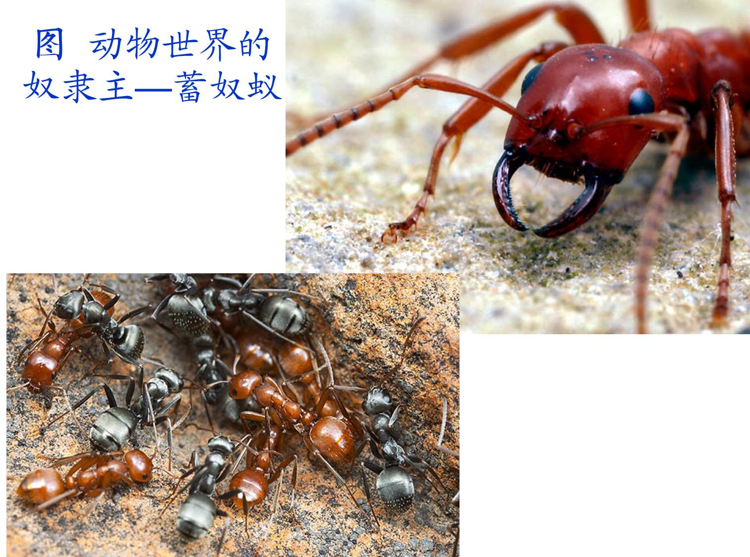 红火蚁入侵中国12省，一窝30万只，攻击人畜，毒性大|红火蚁|蚁后|工蚁_新浪新闻