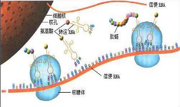 RNA03.jpg