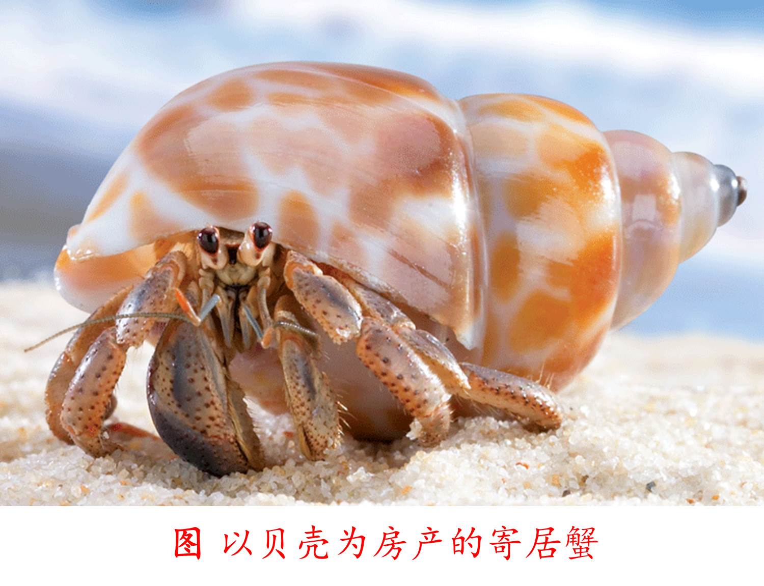 中国海寄居蟹总科图鉴 - 知乎