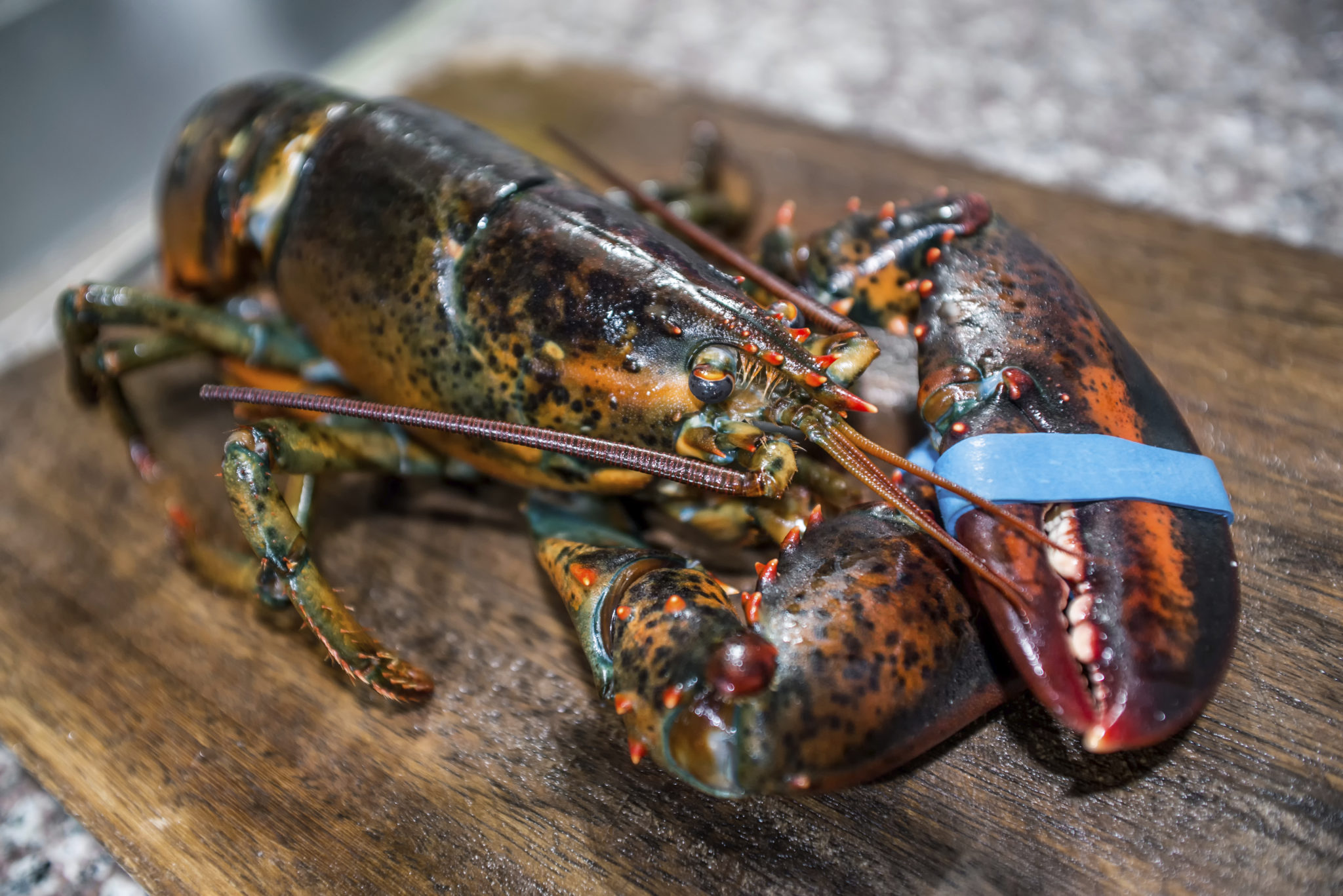 Fresh-Lobsters.jpg