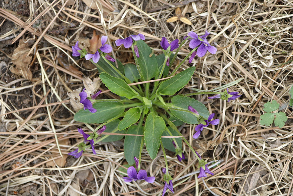 科学网 紫花地丁 常见植物扫盲 李二岭的博文