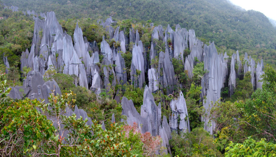 The Pinnacles of Gunung Mulu in Borneo are an example of where limestone rock we.jpg