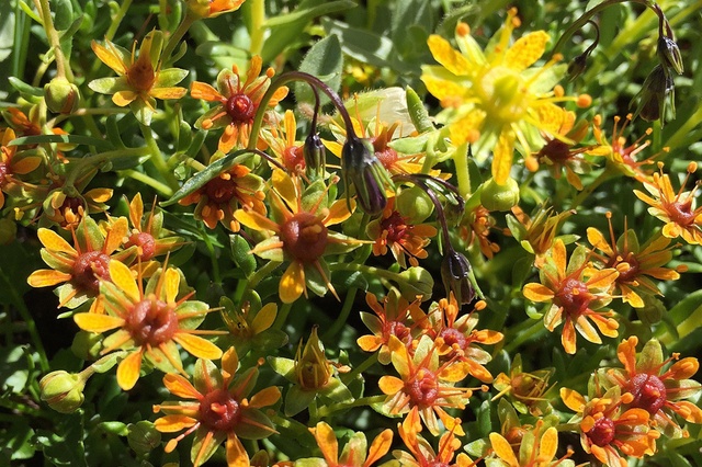 Yellow mountain saxifrage is thriving in the Alps..jpg