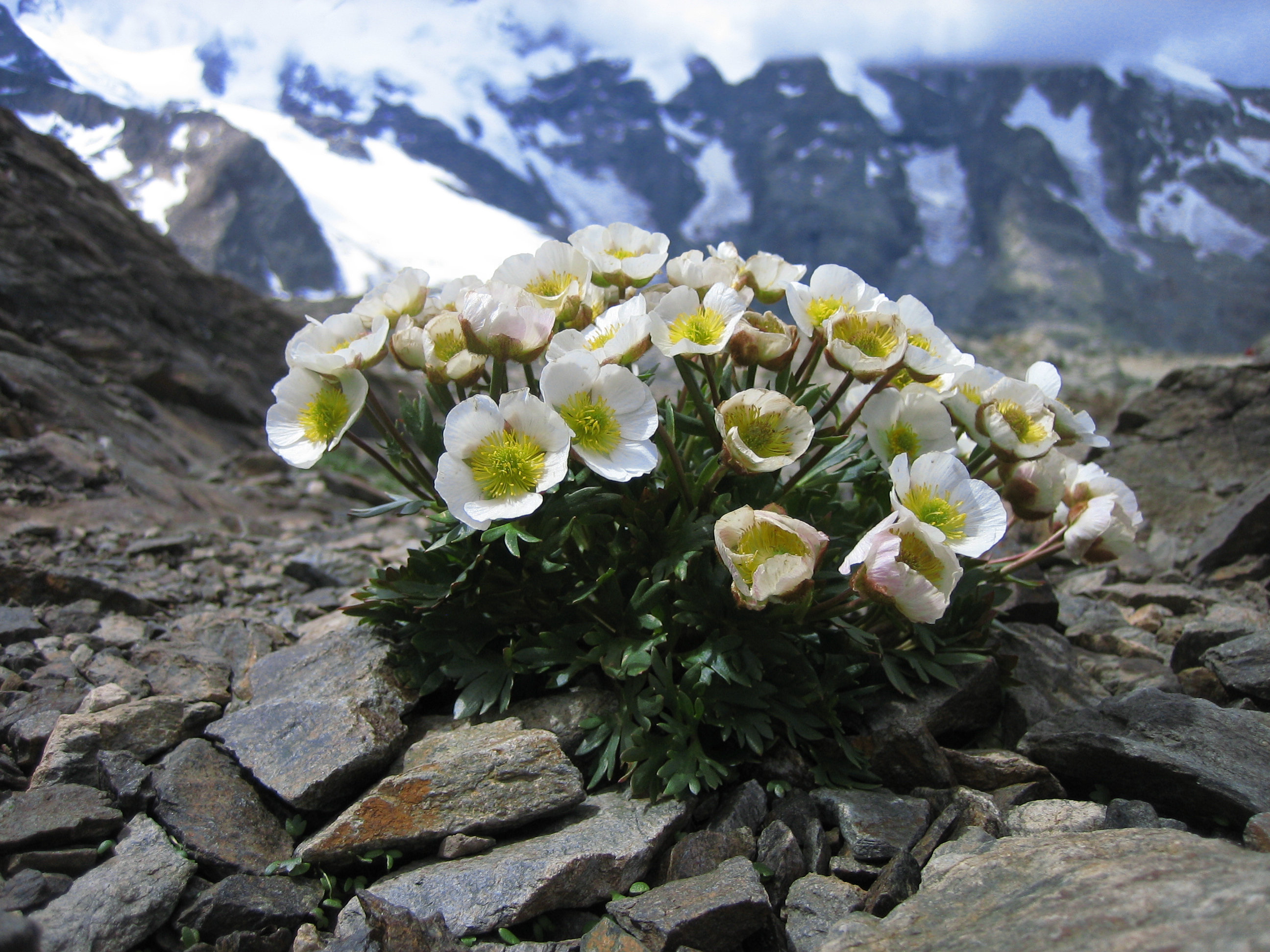 Photo 1The glacier buttercup or glacier crowfoot (Ranunculus glacialis) is a .jpg