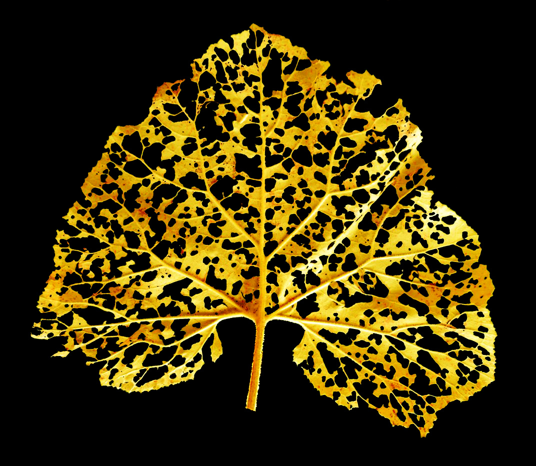 A fallen leaf with shining golden tones during the decomposition process@Karolos.jpg